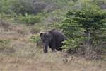 Wilpattu National Park 211th to 17th August 2025