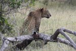 Wilpattu National Park 11th March 2023