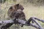 Wilpattu National Park 11th March 2023