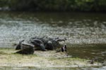 Notes on Field Trips Wilpattu National Park