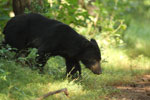 Notes on Field Trips Wilpattu National Park