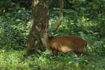 Notes on Field Trips Wilpattu National Park