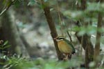 Notes on Field Trips Wilpattu National Park