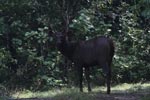 Wilpattu National Park 12th - 13th December 2020