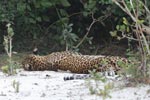 Wilpattu National Park 12th - 13th December 2020