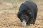 Sloth Bear