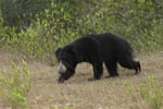 Sloth Bear