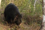 Sloth Bear