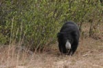 Sloth Bear