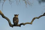 Forest Eagle Owl