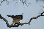 Forest Eagle Owl