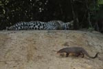 Leopard and Ruddy Mongoose