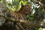 Wilpattu National Park 12-13 March 2022