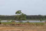 Wilpattu National Park 12th August 2023