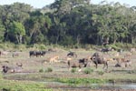 Wilpattu National Park 12th August 2023