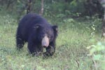 Wilpattu National Park 12th August 2023