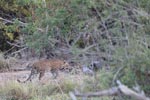 Wilpattu National Park 12th August 2023