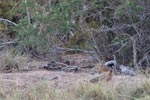 Wilpattu National Park 12th August 2023