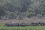 Wilpattu National Park 12th August 2023