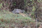 Wilpattu National Park 12th February 2022