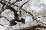 Wilpattu National Park 12th February 2022