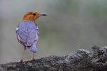 Wilpattu National Park 12th February 2022