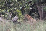 Wilpattu National Park 12th February 2022