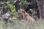 Wilpattu National Park 12th February 2022