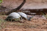 Wilpattu National Park 12th February 2022