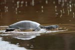 Wilpattu National Park 12th February 2022