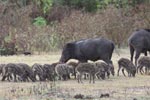 Wilpattu National Park 12th February 2022