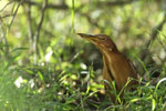 Notes on Field Trips Wilpattu National Park