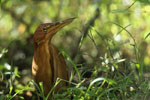 Notes on Field Trips Wilpattu National Park