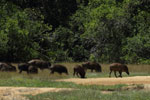 Notes on Field Trips Wilpattu National Park