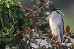 Wilpattu National Park 13th to 16th August 2022