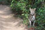 Wilpattu National Park 13th to 16th August 2022