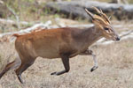 Wilpattu National Park 13th to 16th August 2022