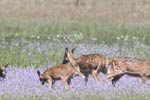 Wilpattu National Park 13th to 16th August 2022