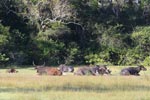 Wilpattu National Park 13-17 January 2022