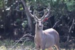 Wilpattu National Park 13-17 January 2022