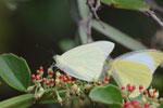 Notes on Field Trips Wilpattu National Park