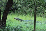 Notes on Field Trips Wilpattu National Park