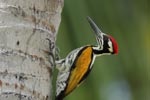 Notes on Field Trips Wilpattu National Park