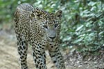 Notes on Field Trips Wilpattu National Park