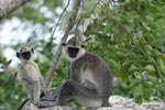 Notes on Field Trips Wilpattu National Park