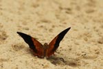 Notes on Field Trips Wilpattu National Park