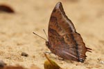 Notes on Field Trips Wilpattu National Park