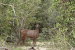 Notes on Field Trips Wilpattu National Park