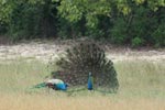 Notes on Field Trips Wilpattu National Park