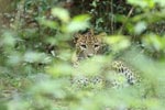 Notes on Field Trips Wilpattu National Park